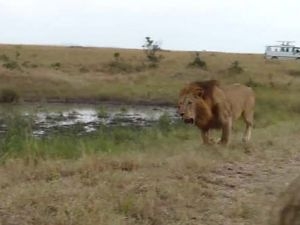 Aslanların Nefes Kesen Savaşı 1