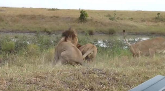 Aslanların Nefes Kesen Savaşı 10