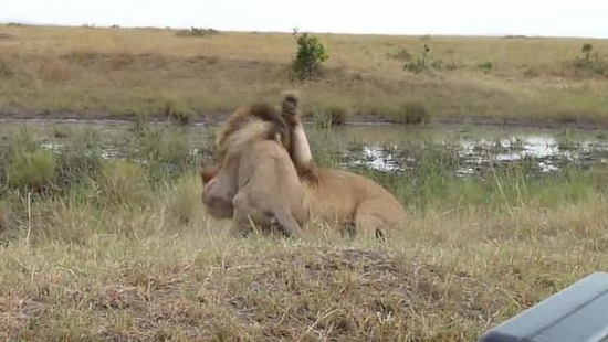 Aslanların Nefes Kesen Savaşı 11