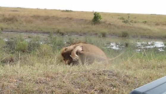 Aslanların Nefes Kesen Savaşı 12