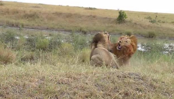 Aslanların Nefes Kesen Savaşı 13