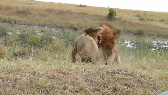 Aslanların Nefes Kesen Savaşı 14