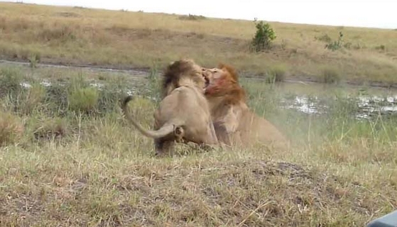 Aslanların Nefes Kesen Savaşı 15