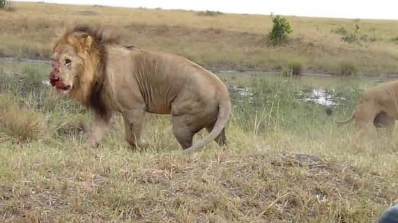 Aslanların Nefes Kesen Savaşı 16