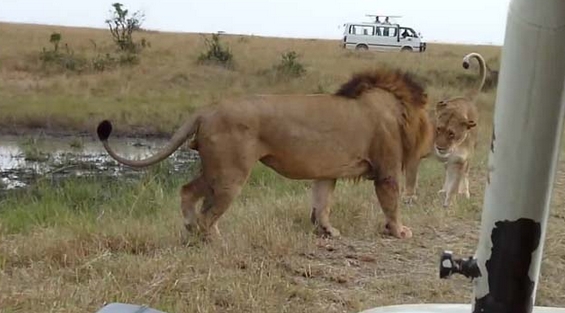 Aslanların Nefes Kesen Savaşı 17