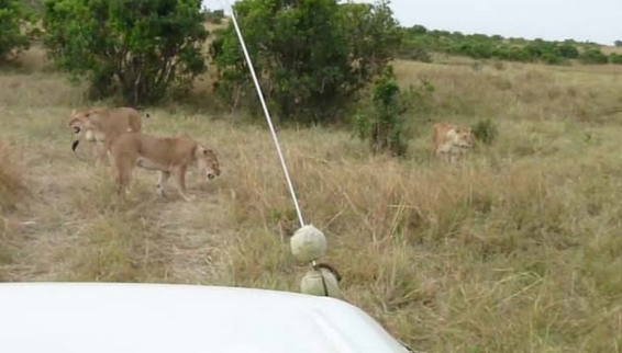 Aslanların Nefes Kesen Savaşı 18