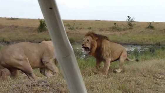 Aslanların Nefes Kesen Savaşı 2