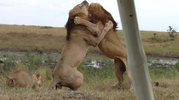 Aslanların Nefes Kesen Savaşı 3