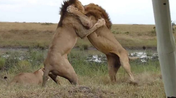 Aslanların Nefes Kesen Savaşı 4