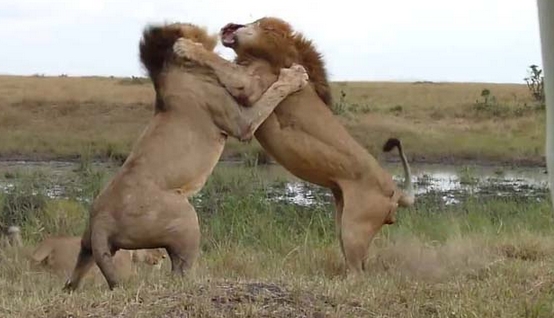 Aslanların Nefes Kesen Savaşı 5