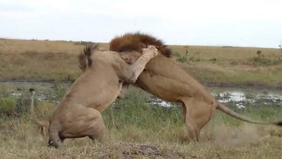 Aslanların Nefes Kesen Savaşı 6