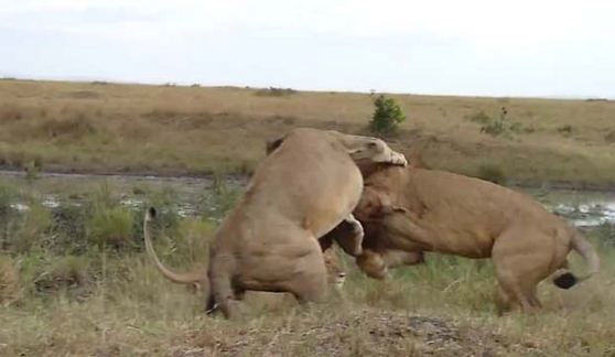 Aslanların Nefes Kesen Savaşı 7