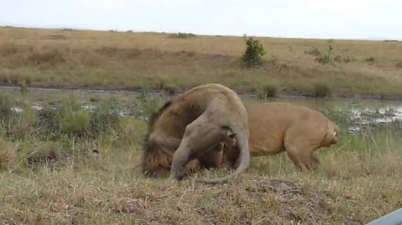 Aslanların Nefes Kesen Savaşı 8