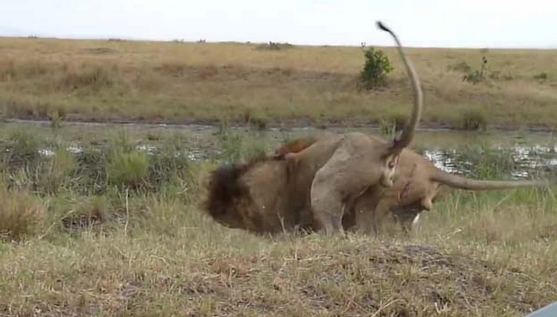 Aslanların Nefes Kesen Savaşı 9