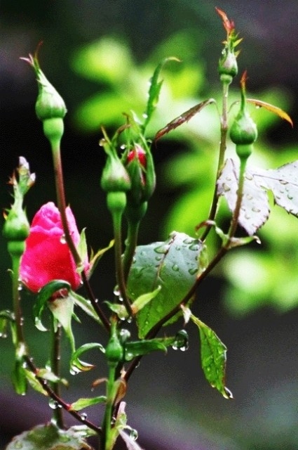 Yağmurlarla Gelen Güzellikler 1