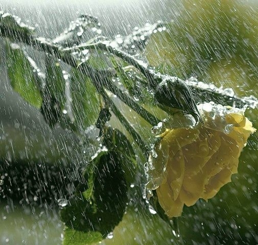 Yağmurlarla Gelen Güzellikler 11