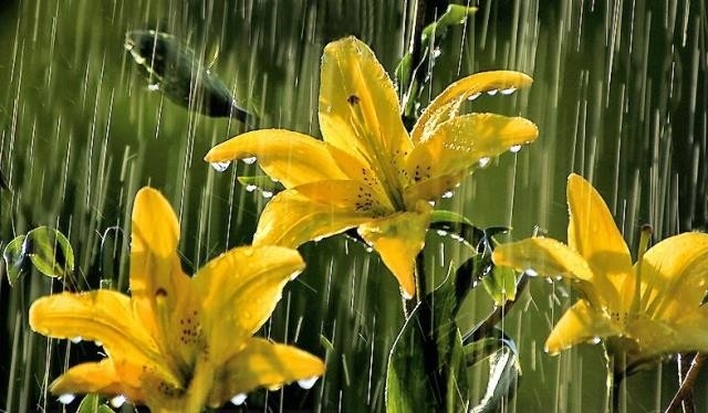 Yağmurlarla Gelen Güzellikler 13