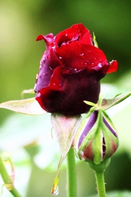 Yağmurlarla Gelen Güzellikler 14