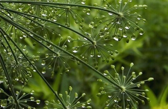 Yağmurlarla Gelen Güzellikler 16