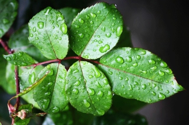 Yağmurlarla Gelen Güzellikler 17