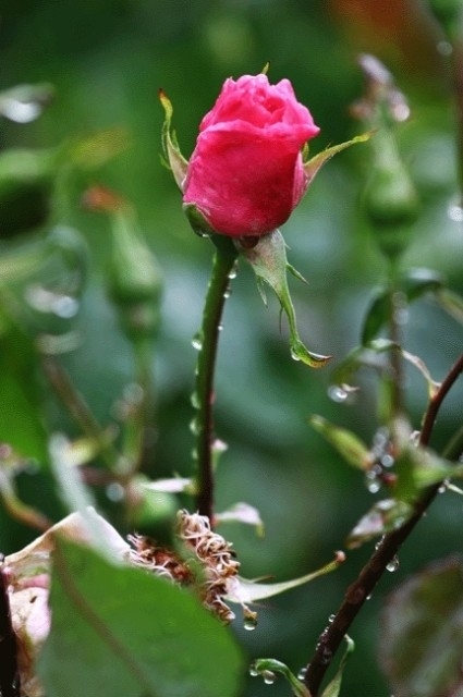 Yağmurlarla Gelen Güzellikler 3