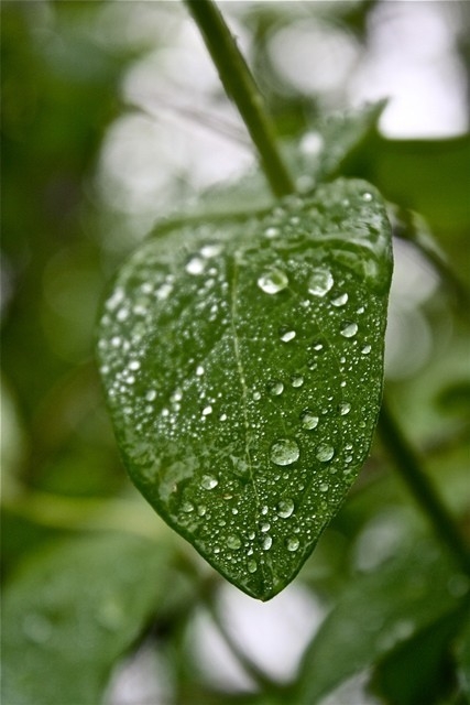Yağmurlarla Gelen Güzellikler 4