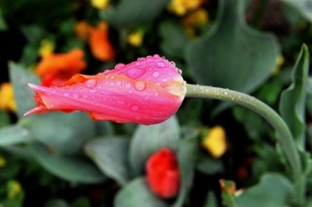 Yağmurlarla Gelen Güzellikler 5