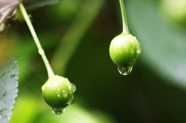 Yağmurlarla Gelen Güzellikler 6