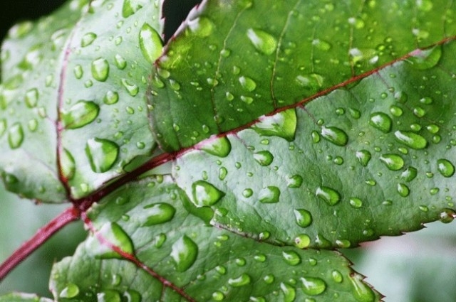 Yağmurlarla Gelen Güzellikler 7