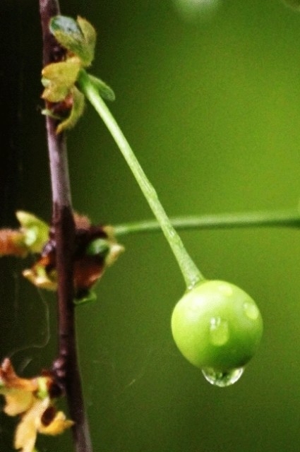 Yağmurlarla Gelen Güzellikler 8