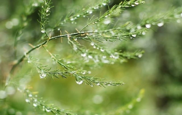 Yağmurlarla Gelen Güzellikler 9