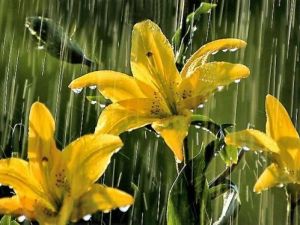 Yağmurlarla Gelen Güzellikler