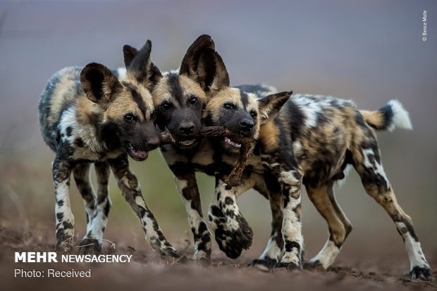 Vahşi Doğa Fotoğraf Yarışması 12
