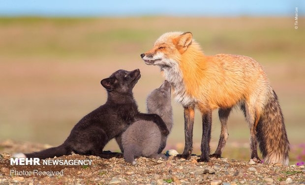 Vahşi Doğa Fotoğraf Yarışması 13