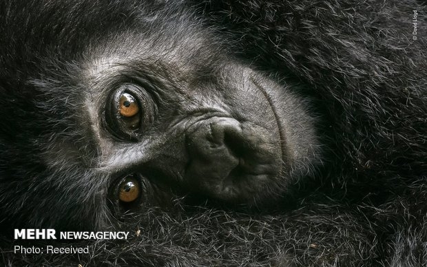 Vahşi Doğa Fotoğraf Yarışması 15