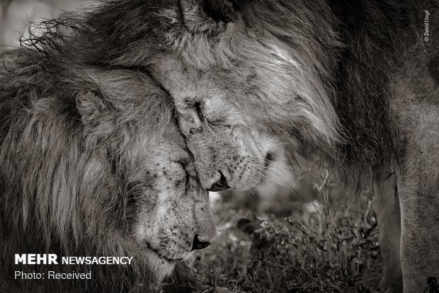 Vahşi Doğa Fotoğraf Yarışması 17