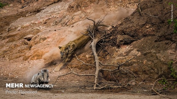 Vahşi Doğa Fotoğraf Yarışması 19