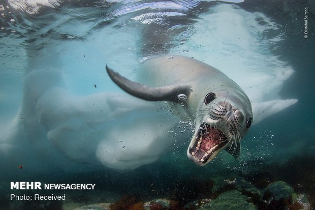 Vahşi Doğa Fotoğraf Yarışması 20