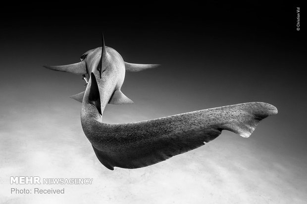 Vahşi Doğa Fotoğraf Yarışması 23