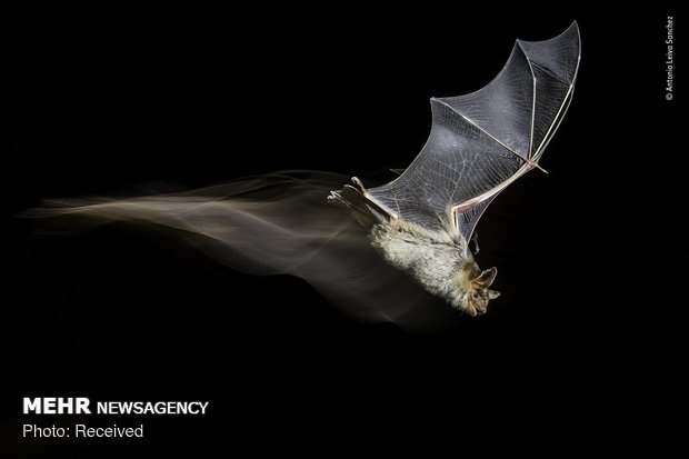 Vahşi Doğa Fotoğraf Yarışması 24