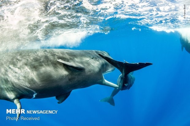 Vahşi Doğa Fotoğraf Yarışması 25