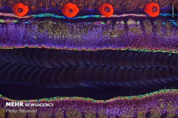 Vahşi Doğa Fotoğraf Yarışması 9