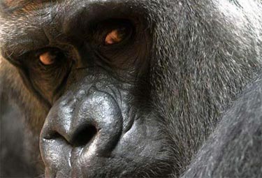 Ödüllü Doğa Fotoğrafları 10