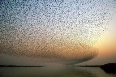 Ödüllü Doğa Fotoğrafları 12