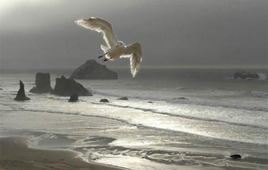 Ödüllü Doğa Fotoğrafları 4