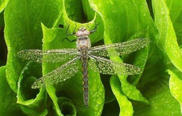 Ödüllü Doğa Fotoğrafları 5