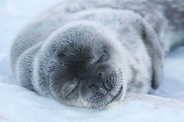 Ödüllü Doğa Fotoğrafları 7