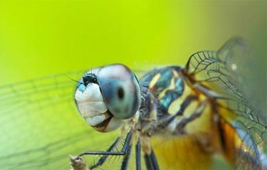 Ödüllü Doğa Fotoğrafları 9