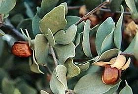 Türkiye Stratejik Bitki Jojoba Ekecek