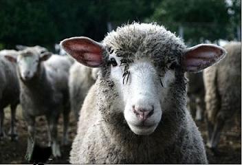 Kurbanlık Koyun'u Uysallaştırma Yöntemi(VİDEO)